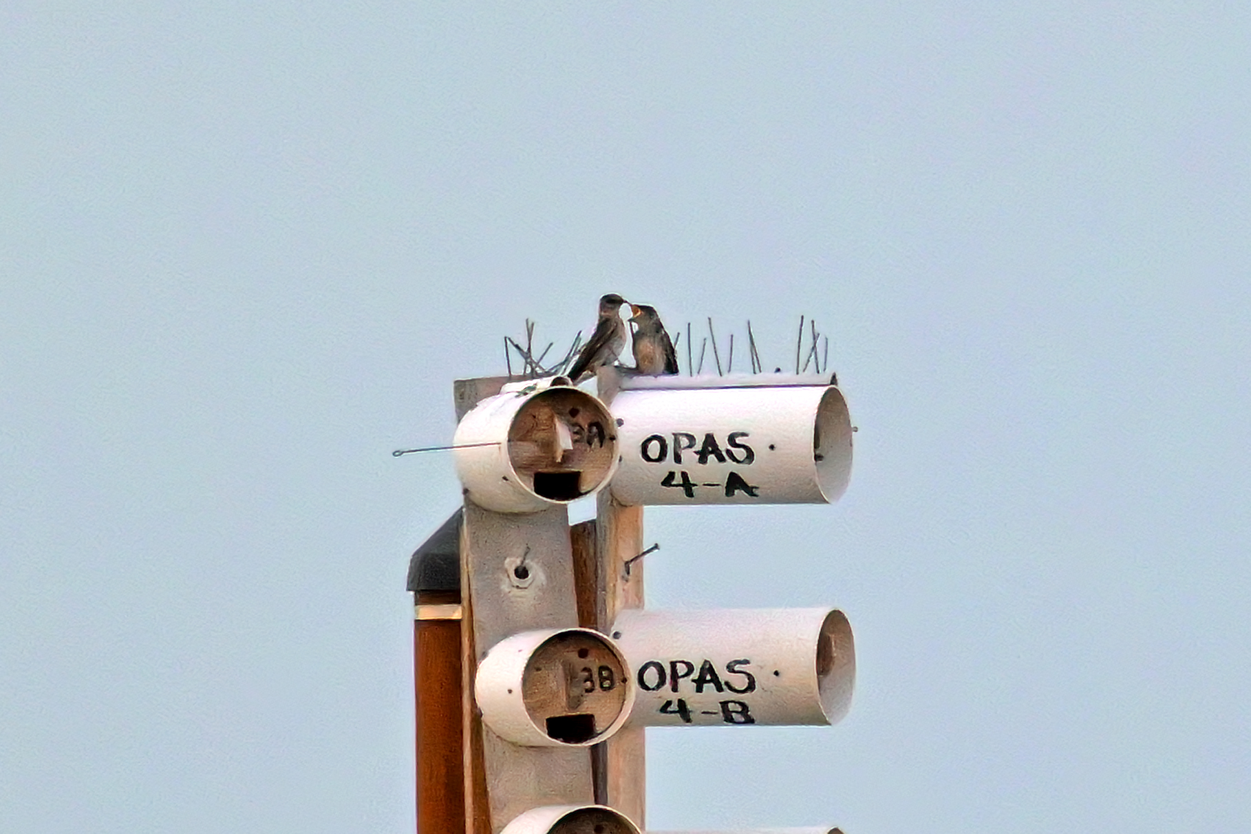 OPAS 5C